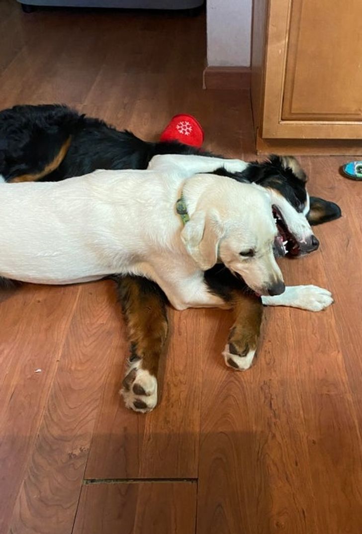 Illustration de l'article : Ces 19 photos illustrant les plus belles amitiés entre animaux de compagnie