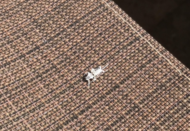 Illustration de l'article : 27 personnes partagent avec vous leurs découvertes incroyables