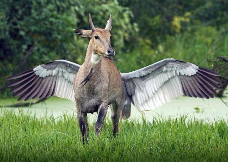 Illustration de l'article : Ces 21 personnes ont réussi un cliché fabuleux et original