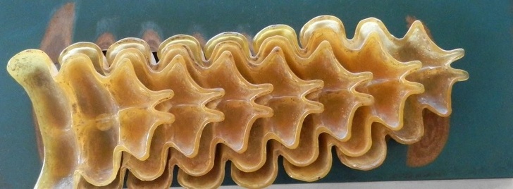 Illustration de l'article : Ces 25 choses coupées en deux pour y voir l'intérieur