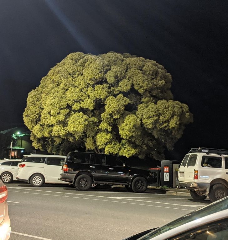 Illustration de l'article : Ces 20 photos illustrant les oeuvres insolites de la nature