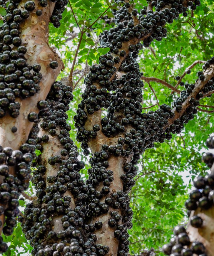 Illustration de l'article : Ces 16 photos qui illustrent la beauté et l'originalité de la nature