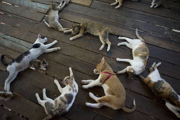 Illustration de l'article : Qui a vraiment le niveau pour trouver l'intrus sur ces 100 photos ? 