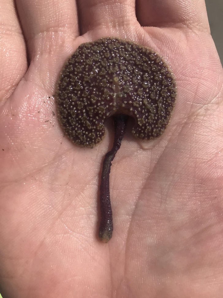 Illustration de l'article : Ces 14 curieux objets qui ont pourtant une réelle utilité