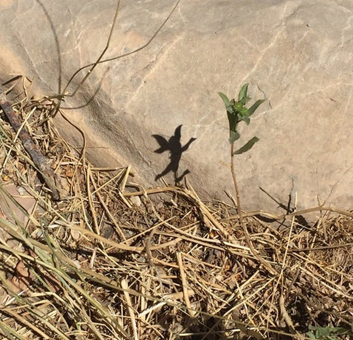 Illustration de l'article : Ces 19 ombres bien différentes de leur corps réel