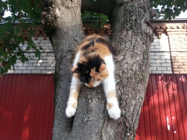 Illustration de l'article : 27 situations inattendues dans lesquelles se sont retrouvés certains animaux