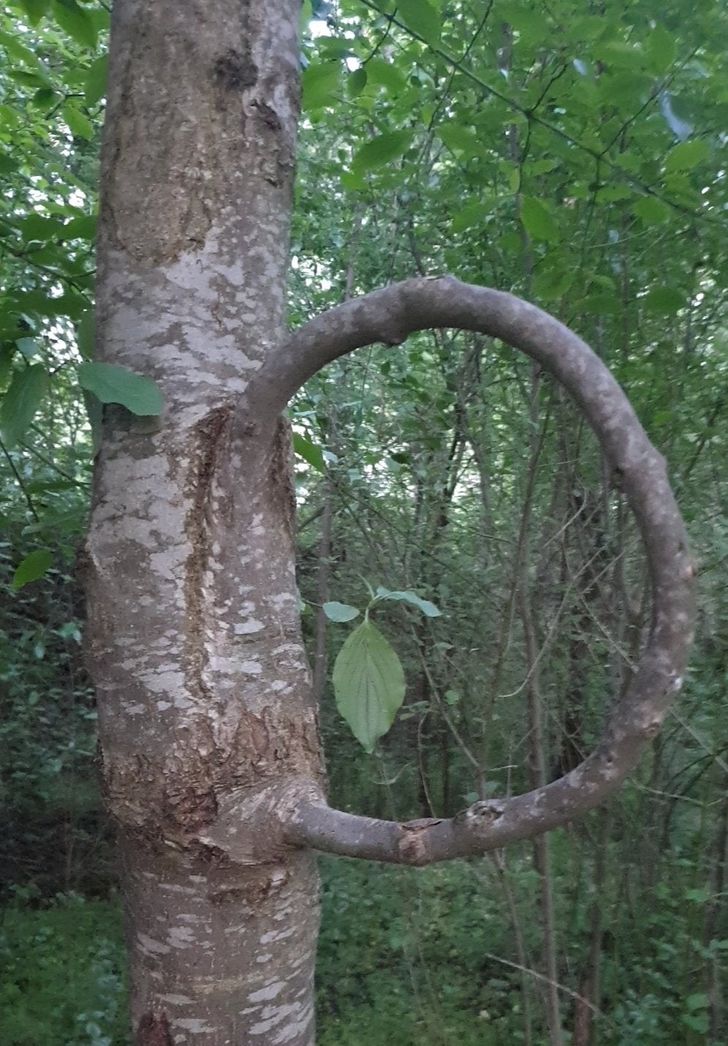 Illustration de l'article : Ces 20 photos illustrant les oeuvres insolites de la nature