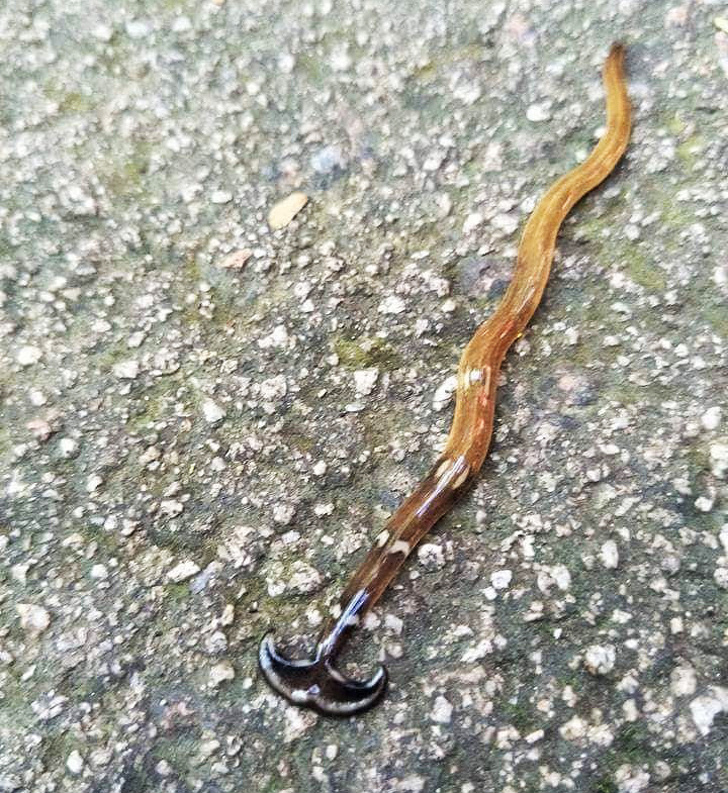 Illustration de l'article : Ces objets étranges ont tous une utilité bien particulière