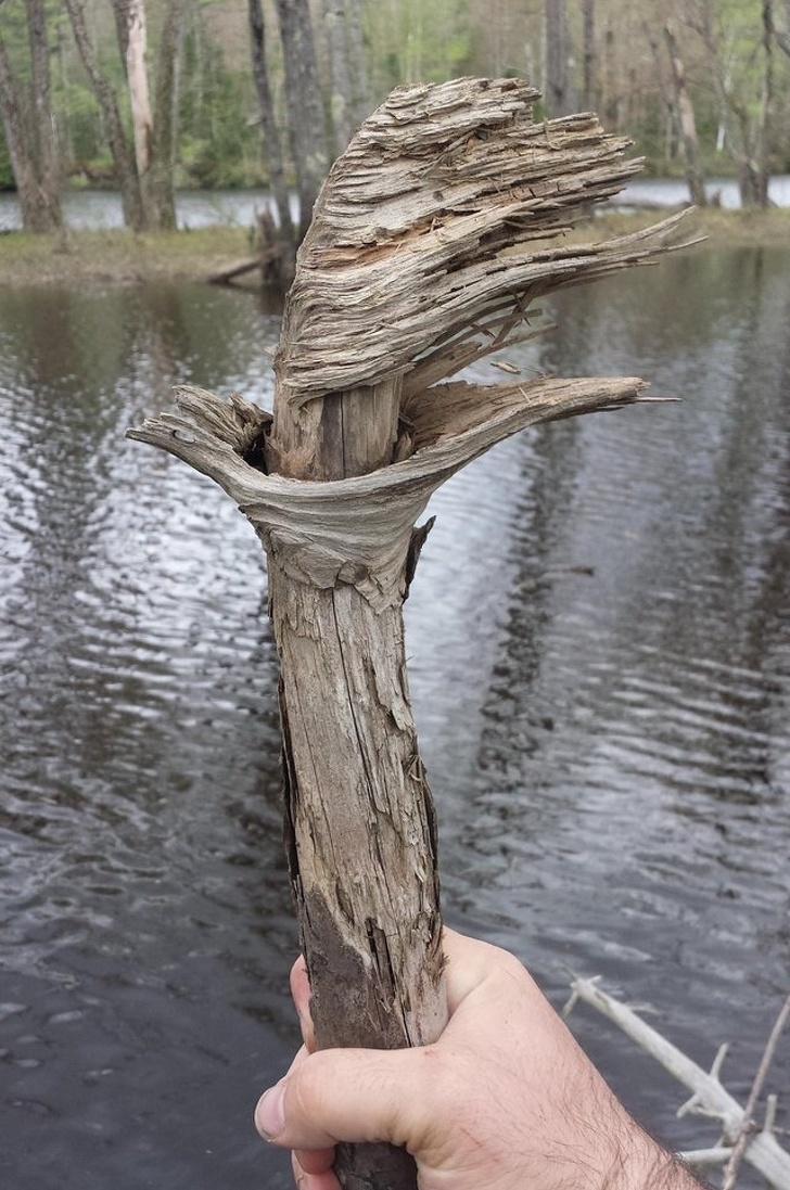 Illustration de l'article : Ces 19 exceptions qui ont marqué les auteurs de ces photos