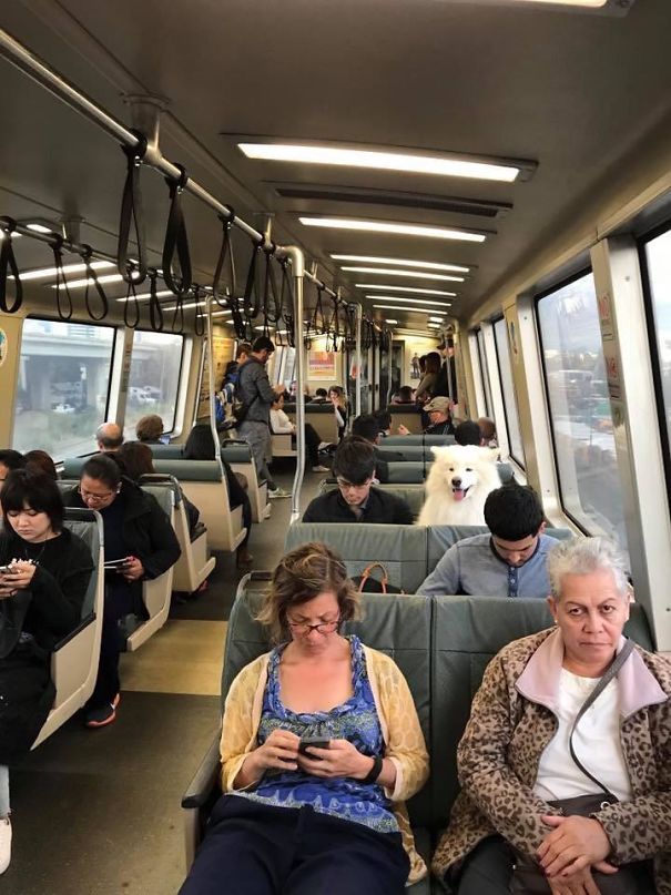 Illustration de l'article : Qui a vraiment le niveau pour trouver l'intrus sur ces 100 photos ? 