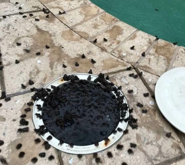 Illustration de l'article : Ces 20 photos illustrant quelques frayeurs de la nature