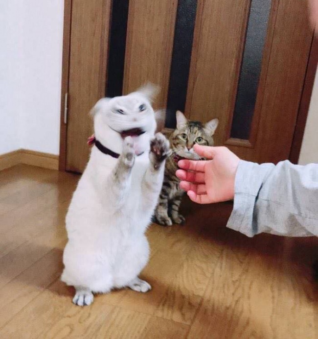 Illustration de l'article : 28 moments qui sortent de l'ordinaire capturés dans la vie quotidienne