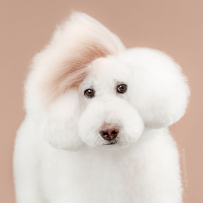 Illustration de l'article : 16 chiens photographiés avant et après une bonne coupe pour l'été !
