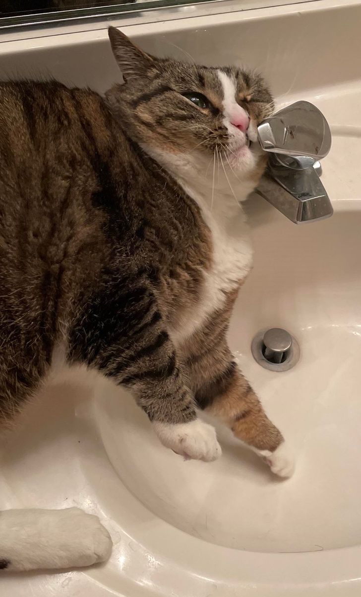 Illustration de l'article : Ces 20 animaux qui font tout pour faire croire qu'ils ont une vie très fatigante