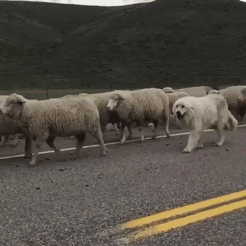 Illustration de l'article : Qui a vraiment le niveau pour trouver l'intrus sur ces 100 photos ? 