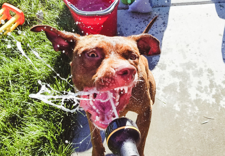 Illustration de l'article : Ces 21 photos qui montrent que l'été peut parfois être difficile à vivre