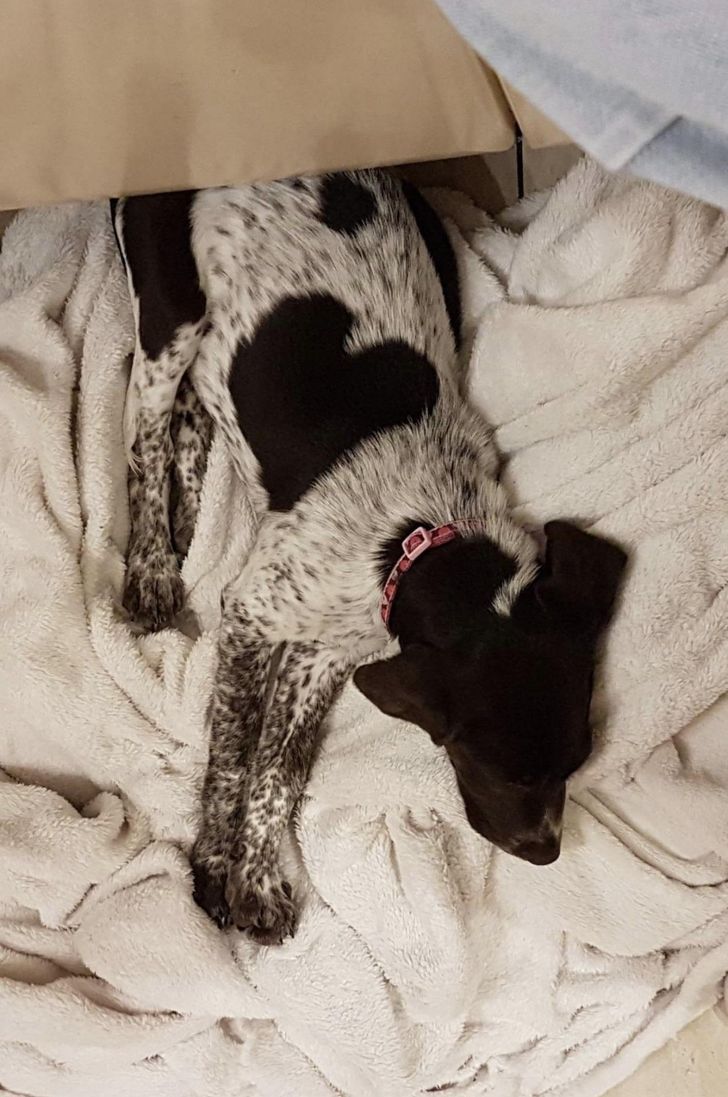 Illustration de l'article : Ces 15 fois où la nature a joué avec les couleurs