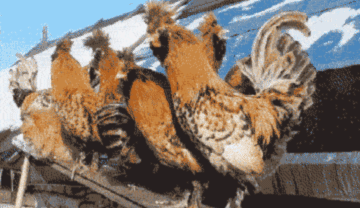 Illustration de l'article : Qui a vraiment le niveau pour trouver l'intrus sur ces 100 photos ? 