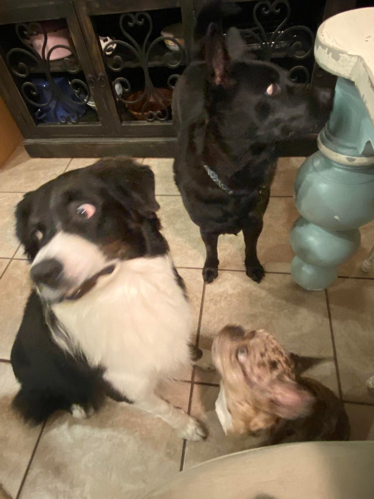 Illustration de l'article : Les joies du quotidien avec des animaux et des enfants en 20 clichés amusants