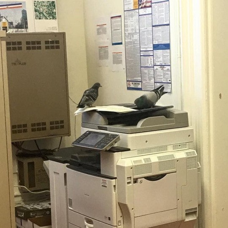 Illustration de l'article : Ces 13 photos qui montrent que tout peut arriver au travail