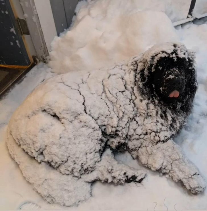 Illustration de l'article : Ces 20 animaux qui font tout pour faire croire qu'ils ont une vie très fatigante