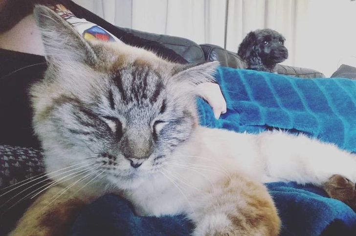 Illustration de l'article : Ces 13 photos qui montrent que les chats et les chiens peuvent aussi être jaloux