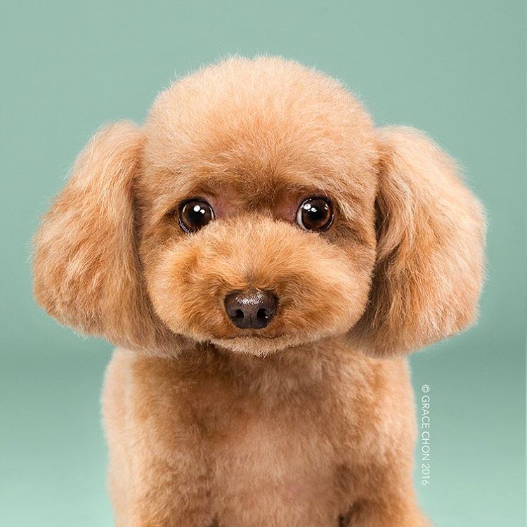 Illustration de l'article : 16 chiens photographiés avant et après une bonne coupe pour l'été !