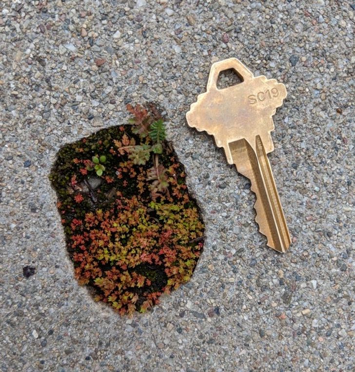 Illustration de l'article : Ces 14 photos qui montrent la puissance de la nature