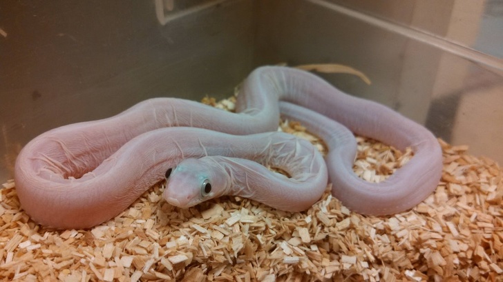 Illustration de l'article : Ces 22 photos de choses curieuses capturées un peu partout dans le monde