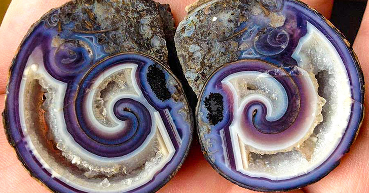 Illustration de l'article : Ces 25 choses coupées en deux pour y voir l'intérieur