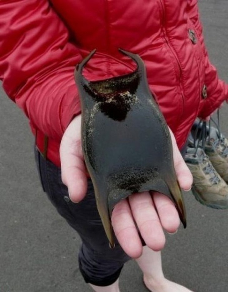 Illustration de l'article : Ces 26 photos qu'il n'était pas possible de prendre autrefois