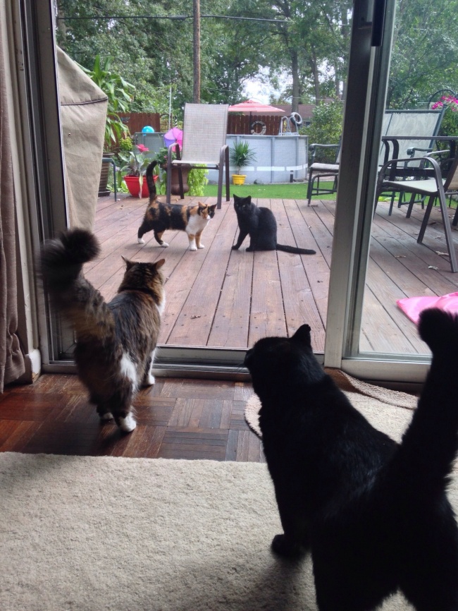 Illustration de l'article : 17 situations qui prouvent que votre sosie existe !