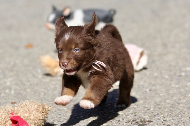 Illustration de l'article : Ces 20 photos qui montrent que les animaux sont de bons compagnons