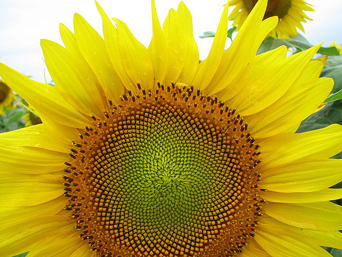 Illustration de l'article : La nature crée de merveilleuses œuvres d’art, comme le montrent ces 31 photos