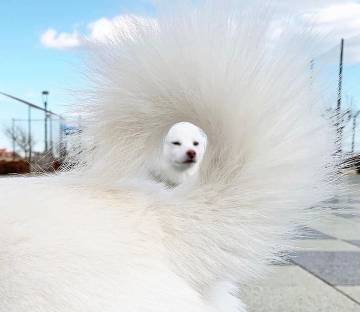 Illustration de l'article : Ces 21 photos de choses qui existent réellement