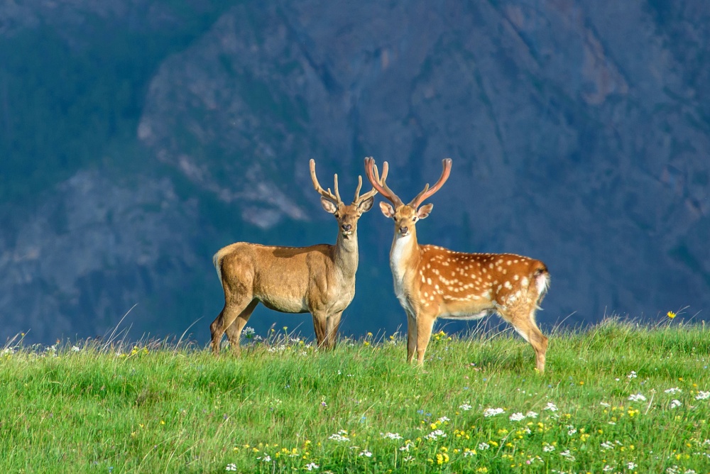 Illustration de l'article : 16 images captivantes sur les faits naturels les plus fascinants au monde 