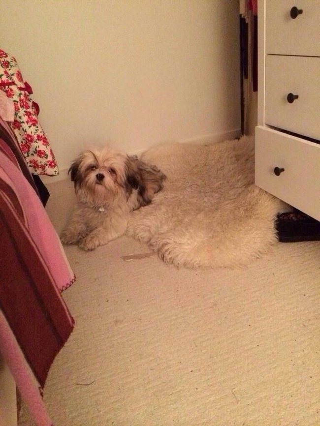 Illustration de l'article : Ces 22 curieux moments capturés au bon moment