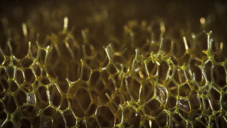 Illustration de l'article : Ces 16 photos vues au microscope pour mieux apprécier les détails