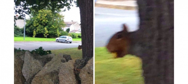 Illustration de l'article : 24 photos dont l’arrière-plan est bien plus drôle que l’action principale