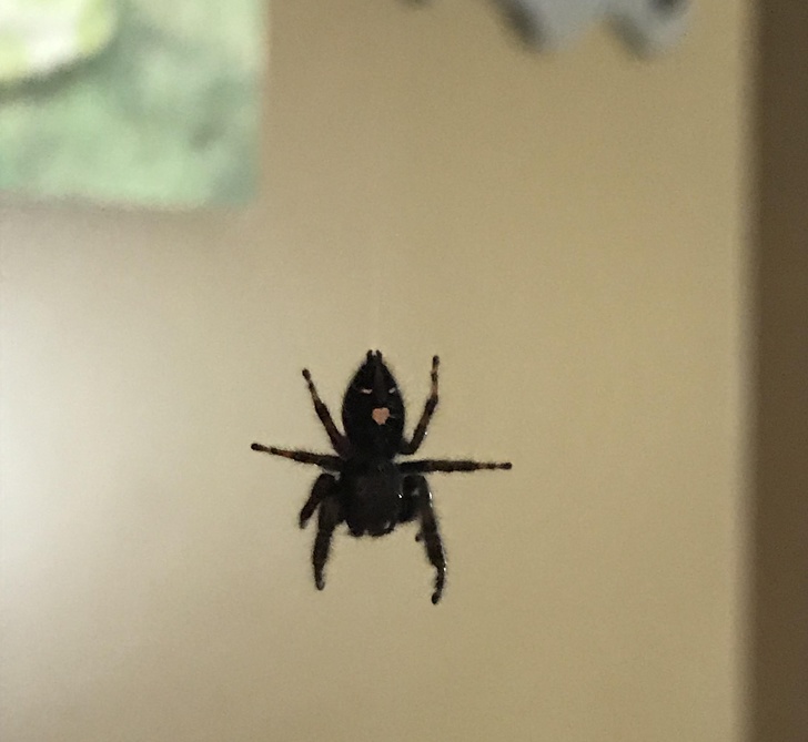 Illustration de l'article : Ces 17 photos où l'imagination fait voir autre chose