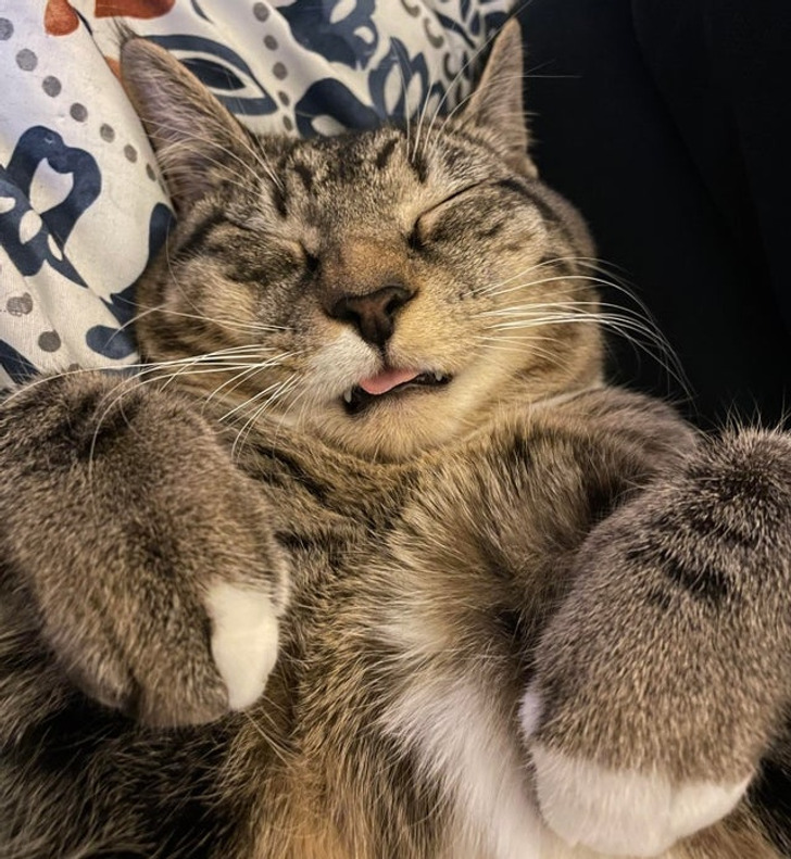 Illustration de l'article : Ces 20 photos d'animaux de compagnie en plein sommeil