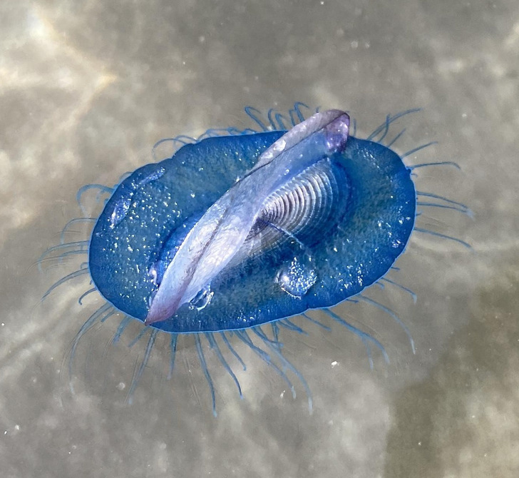 Illustration de l'article : Ces 16 choses inhabituelles créées par la nature