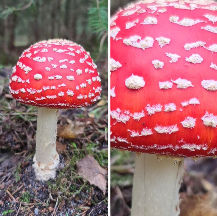 Illustration de l'article : Ces 17 photos qui montrent à quel point la nature est riche