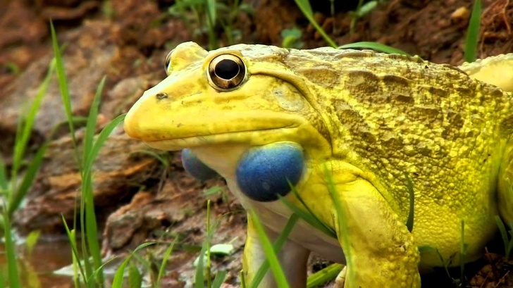 Illustration de l'article : Ces 24 animaux à la couleur et aux caractéristiques particulières