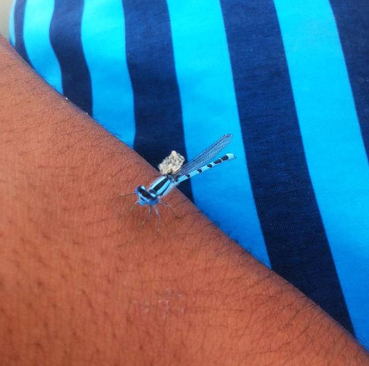 Illustration de l'article : Ces 17 photos qui illustrent l'art de se fondre dans le d&eacute;cor