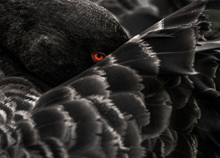 Illustration de l'article : Cette sélection des 19 plus belles photos de 2018