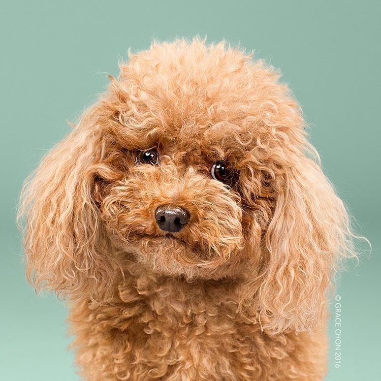 Illustration de l'article : 16 chiens photographiés avant et après une bonne coupe pour l'été !