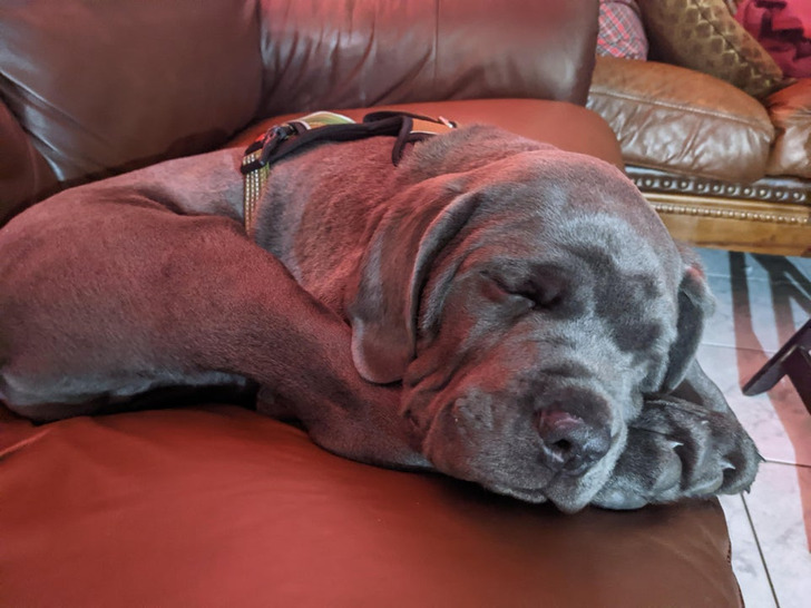 Illustration de l'article : Ces 20 photos d'animaux de compagnie en plein sommeil