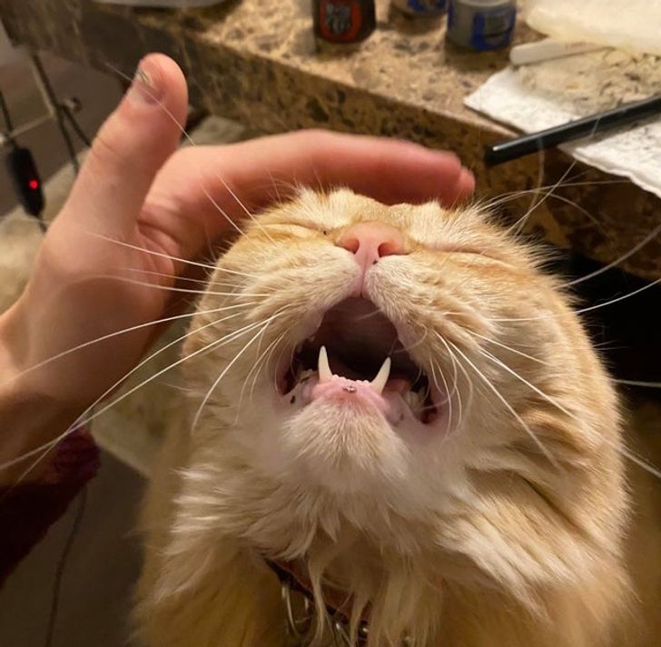 Illustration de l'article : Ces 20 photos qui montrent que les animaux sont de bons compagnons