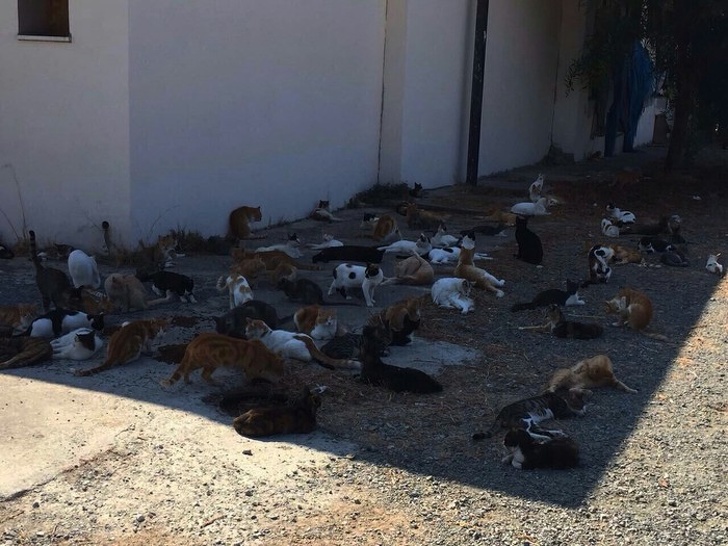 Illustration de l'article : Ces 21 photos qui montrent que l'été peut parfois être difficile à vivre